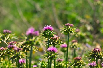 Primer plano de varios cardos