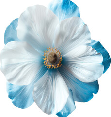 Fototapeta premium blue white flower isolated on transparent background