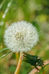 Detail of seed head. Dandelion seeds blowing in the wind during summer field background, conceptual image signifying change, growth, movement and direction.
