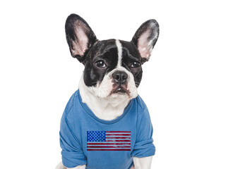 Cute puppy and T-shirt with an American Flag pattern. Closeup, indoors. Studio shot. Congratulations for family, loved ones, relatives, friends and colleagues. Pets care concept