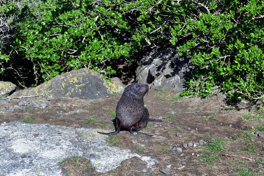 Fur Seal Pup of Cape Palliser