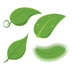 Set of isolated green leaves. Botanical leaf green plant