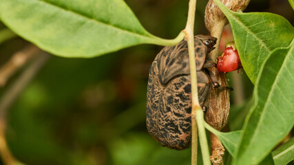 A brown insect eating a red fruit