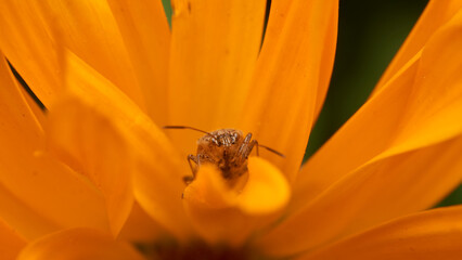 An insect perched on a yellow flower