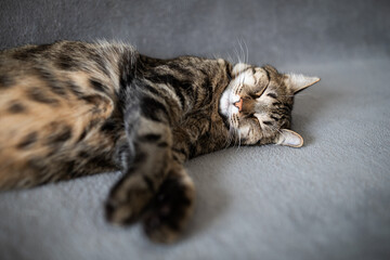 Portrait of little adorable gray cat lying on sofa