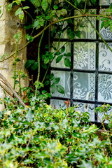 A shutter overgrown with plants.