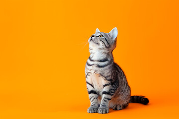 Cute American Shorthair Cat over colourful background. Template for vet clinic, pet store or adoption message.