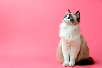 Cute Ragdoll Cat over colourful background. Template for vet clinic, pet store or adoption message.