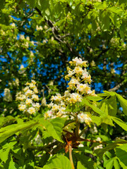 Spectacular view of a horse chestnut tree covered in beautiful white blossoms, set against a vivid blue sky, epitomizing the essence of spring