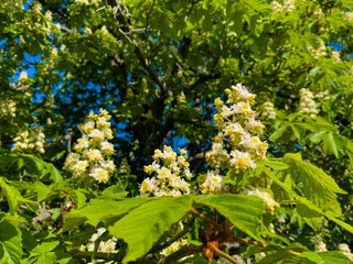 Spectacular view of a horse chestnut tree covered in beautiful white blossoms, set against a vivid blue sky, epitomizing the essence of spring