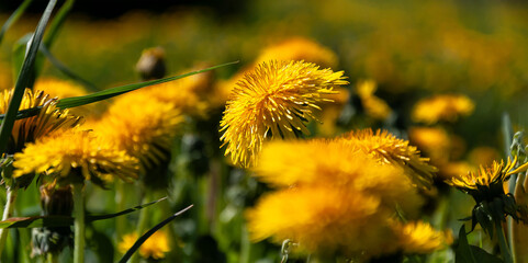 Cluster of dandelions banner. Yellow dandelions. Selective focus.