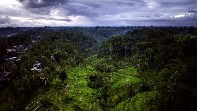 Mystic Aerial View Of Ceking Rice Terraces With Dramatic Sky In Tegallalang, Bali, Indonesia. hyperlapse, pullback shot