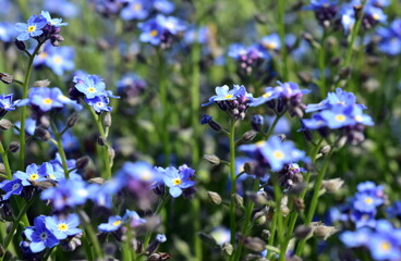 Blaue Vergissmeinnichtblüten im Frühling