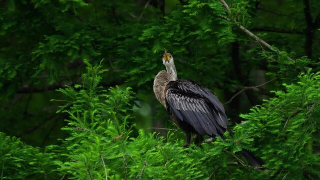 Anhinga sitting on tree branch on windy day in wetlands marsh, defecating, pooping peeing Florida 4k