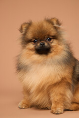  Spitz puppy sits on the background in the studio