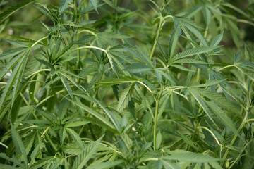 Cannabis plant growing in july with nice healthy green leaves
