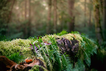 Mossy Plant Covered Log in Forest