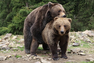 Big brown bear hugging another bear