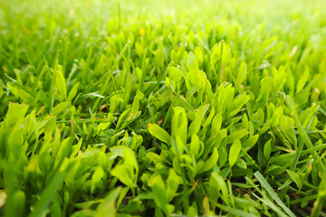 Fresh green grass background in sunny summer day. Defocused green nature background. Close-up macro.
