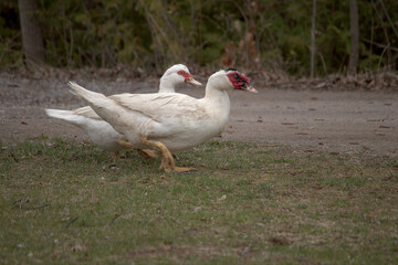 white duck in the park