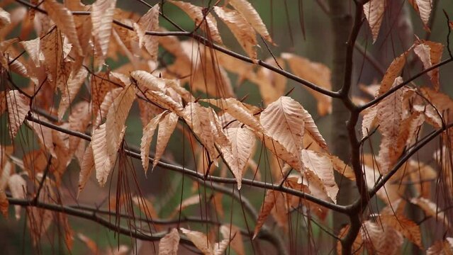 beech tree leaves lightly rustling in the wind