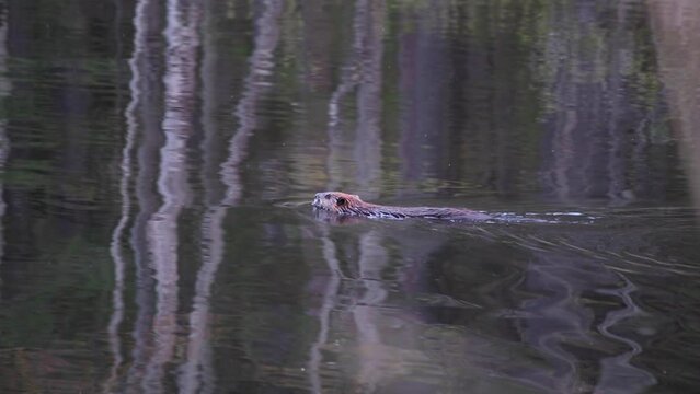 beaver swimming in water and swims behind brush