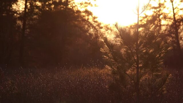 backlit white pine tree with golden sunset