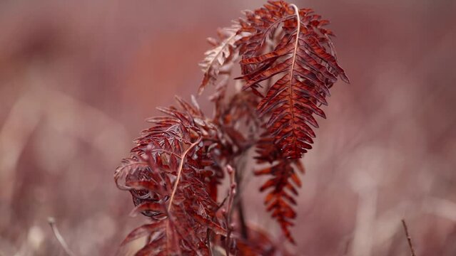 dead sweet fern gently blowing in the wind