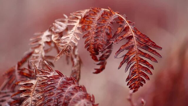 dead sweet fern gently blowing in the wind 2