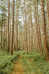 Obraz premium Woodland Hiking Trail with tall trees ferns and greenery