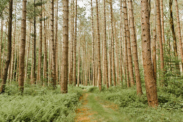 Woodland Hiking Trail with tall trees ferns and greenery