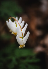 Macro image of wild flower Dutchman's Breeches - Dicentra cucullaria.