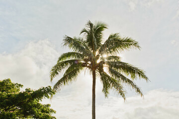 Hawaiian palm tree stands tall on a sunny tropical day