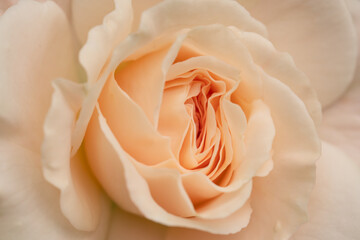 Beautiful floral background. Macro photography of rose flower in pastel color. Rose petal texture