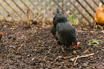 Black chicken pecks the ground in yard