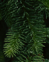 Fototapeta premium Weeping Pine with Rain Drops