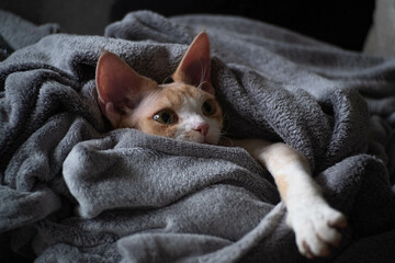 Young Devon Rex resting covered in gray blanket