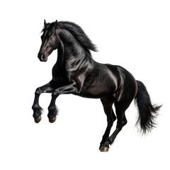 Fototapeta premium beautiful horse isolated on white