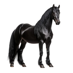 Fototapeta premium beautiful horse isolated on white