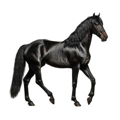 Fototapeta premium beautiful horse isolated on white