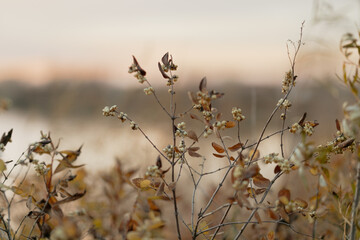 prairie plants in autumn with golden light