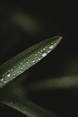 Macro image of water droplets beaded on narrow green leaf.