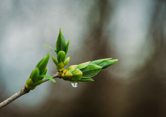Close up of bright green leaves growing on a branch on a rainy day.