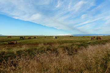 Horses grazing at sunset in Iceland.