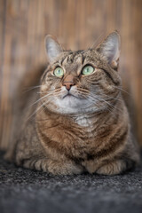 Portrait of a lying cat