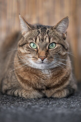 Naklejka na ściany i meble Portrait of a lying cat looking into the camera