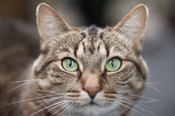 Close-up of a cat looking into the camera