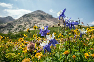 Columbine flower in the Weminuche Wilderness, Colorado