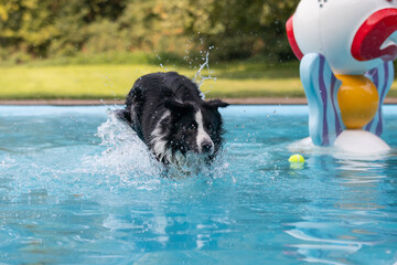Border Collie runs through a pool of splashing water