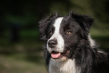 Portrait of a black and white Border Collie